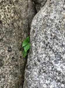 UNADJUSTEDNONRAW_thumb_19d8